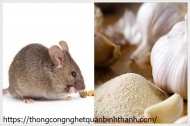 Cách đuổi chuột bằng tỏi
