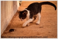 Cách đuổi chuột không cần dùng thuốc
