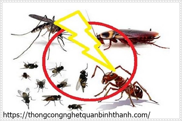 Diệt gián trong phòng trọ và diệt côn trùng khác