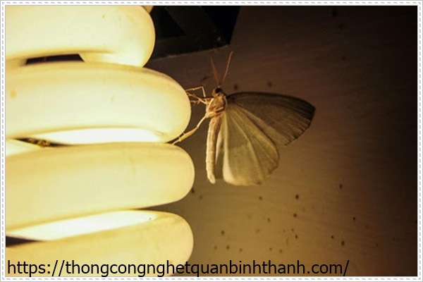 Tắt điện để diệt côn trùng bay vào nhà