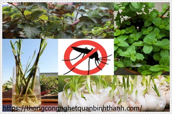 Dùng các mùi hương để diệt côn trùng trong bếp