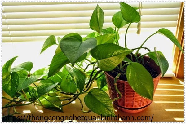 Diệt c&ocirc;n tr&ugrave;ng trong đất trồng c&acirc;y