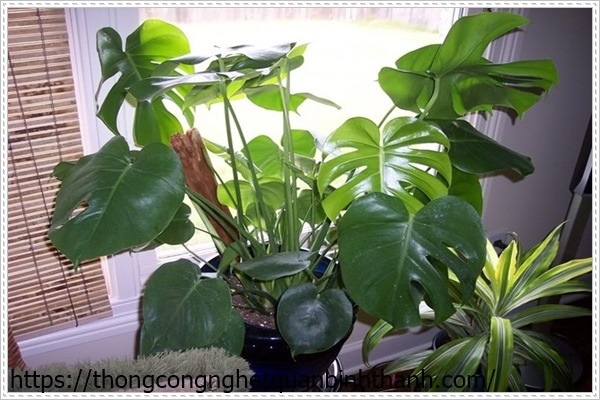 diệt c&ocirc;n tr&ugrave;ng trong đất trồng c&acirc;y: để c&acirc;y hấp thu &aacute;nh s&aacute;ng