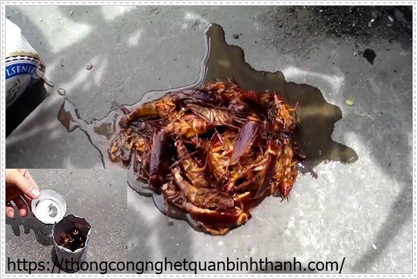 Diệt gián bằng bia nhanh chóng