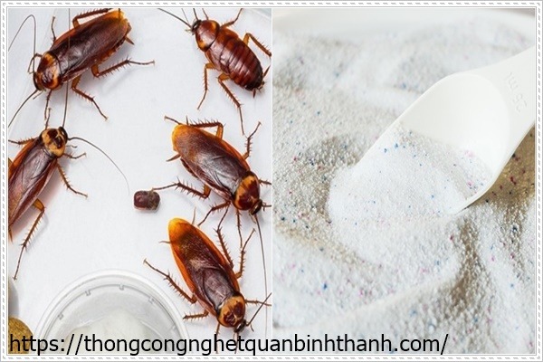 Diệt gián bằng bột giặt