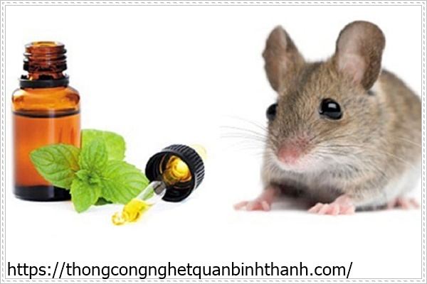 Đuổi chuột bằng m&ugrave;i hương bạc h&agrave;