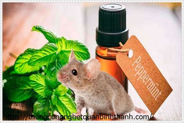 D&ugrave;ng tinh dầu bạc h&agrave; để đuổi chuột